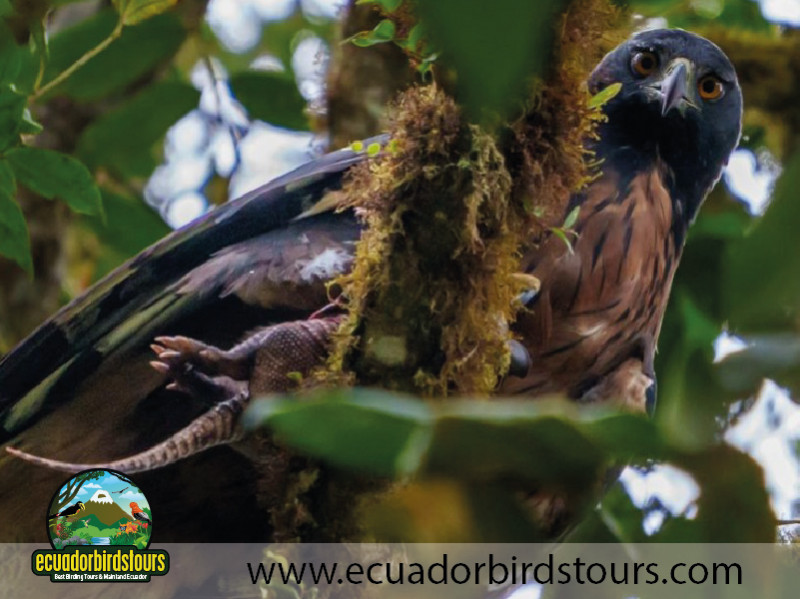 Black and Chestnut Eagle in West Cloud Forest