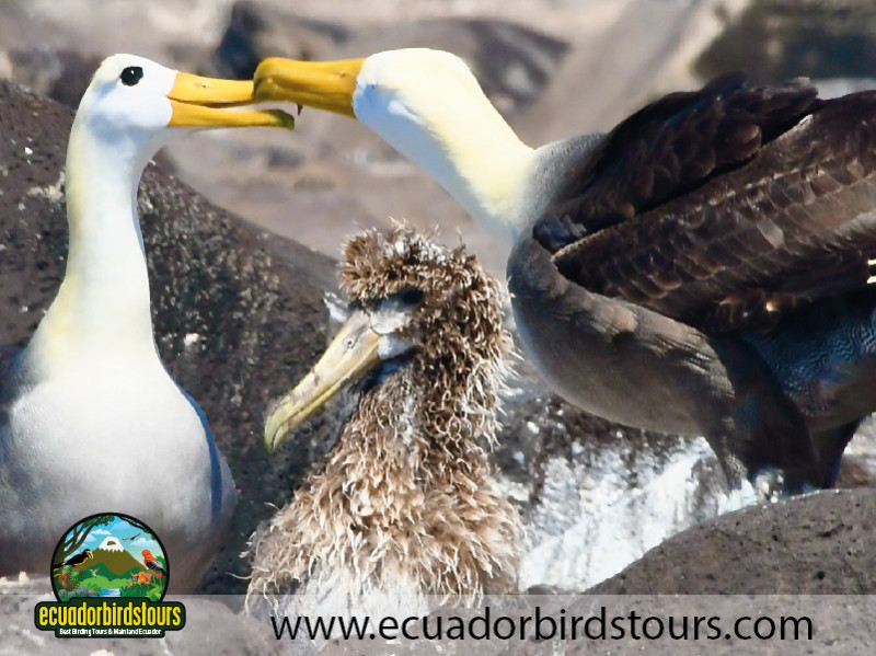 Waved Albatrosses in Galapagos Islands