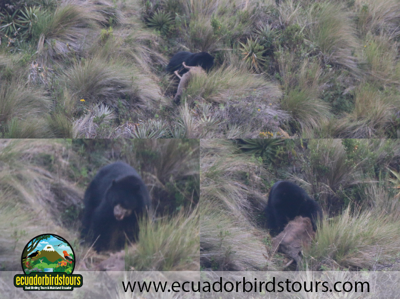 Spectacled Bear Blog 02