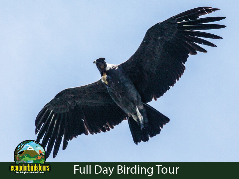 Andean Condor