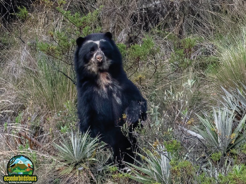 Spectacled Bear