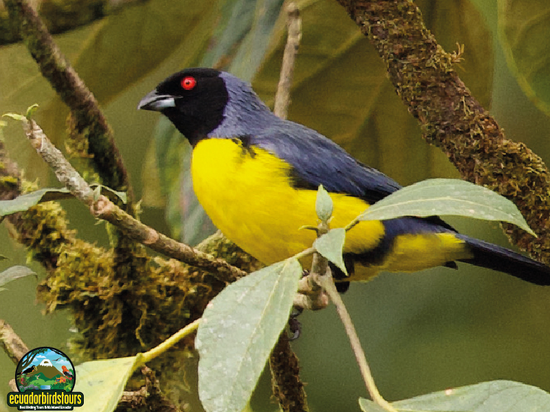 Hooded Mountain Tanager