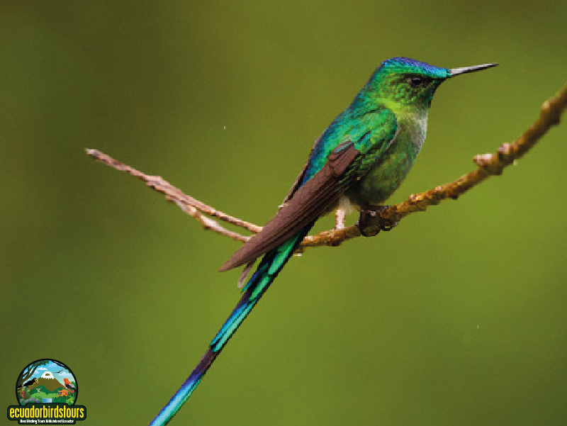 Long-tailed Sylph