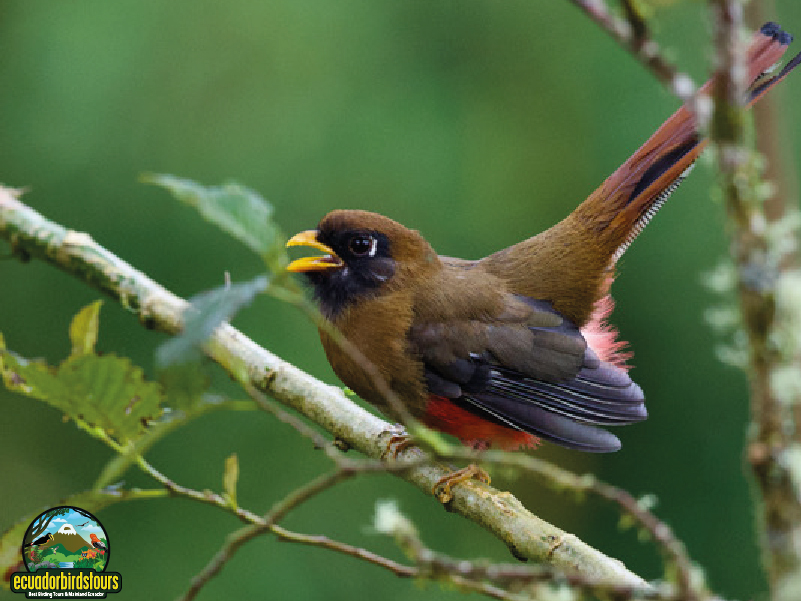 Masked Trogon