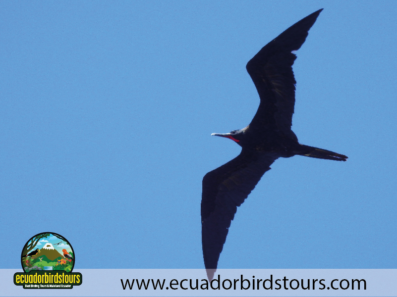 Galapagos Island Hopping by Ecuador Birds Tours 13
