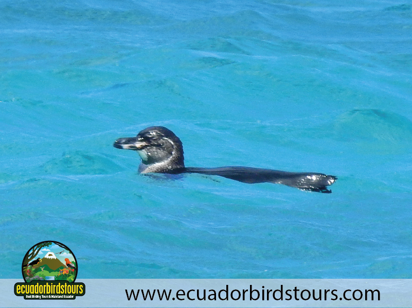 Galapagos Island Hopping by Ecuador Birds Tours 18