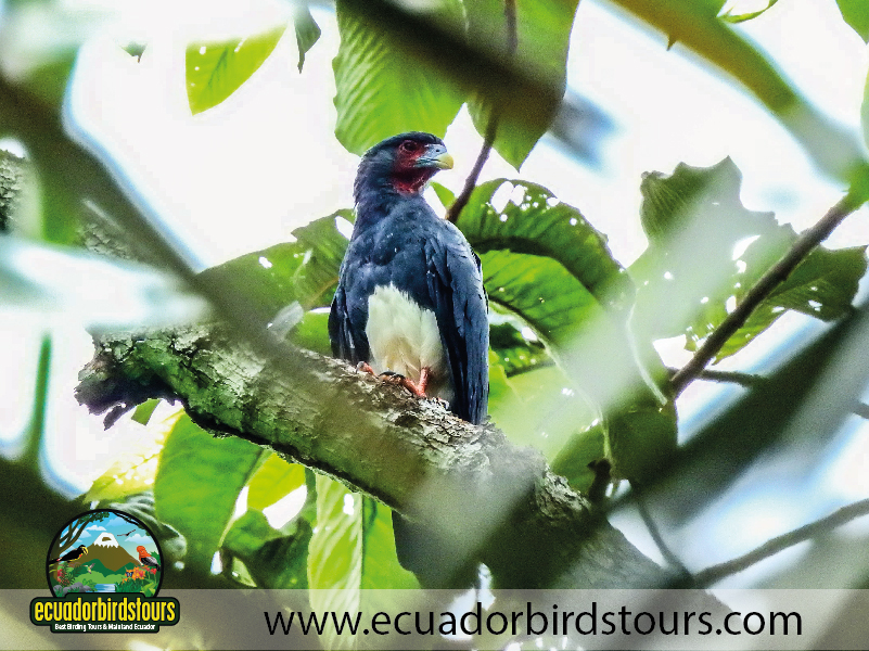 15 Days Birding in Ecuador 02