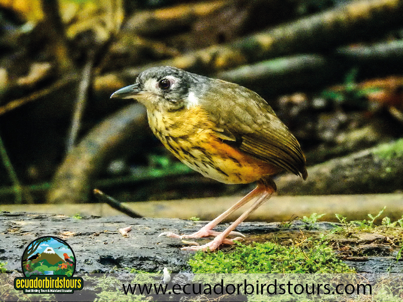 15 Days Birding in Ecuador 03