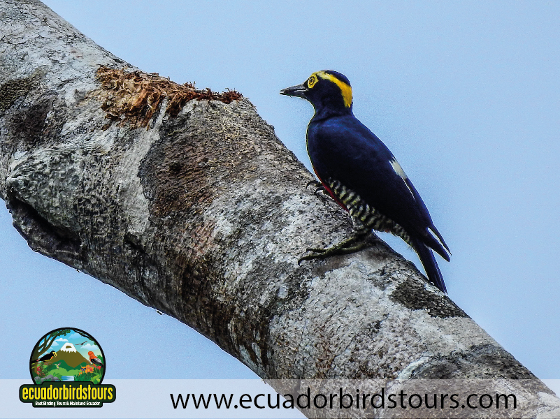 15 Days Birding in Ecuador 05