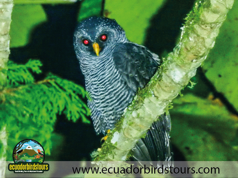 15 Days Birding in Ecuador 09
