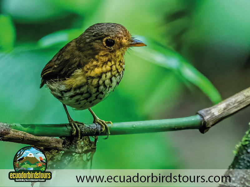 15 Days Birding in Ecuador 12
