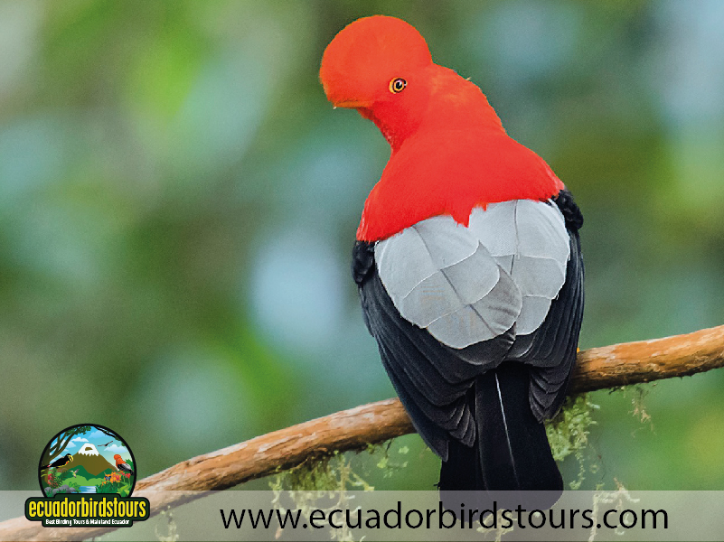 15 Days Birding in Ecuador 13