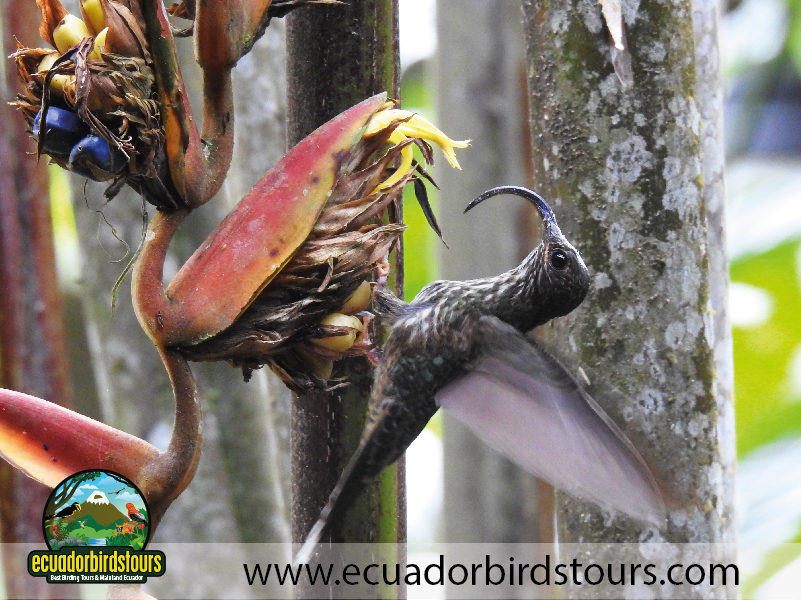 15 Days Birding in Ecuador 18
