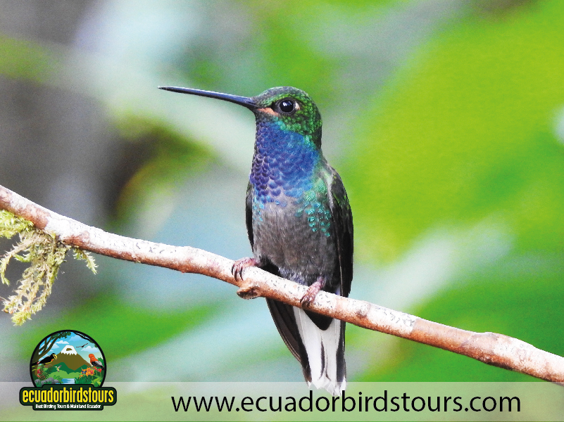15 Days Birding in Ecuador 19