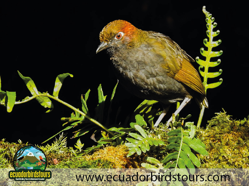 15 Days Birding in Ecuador 21