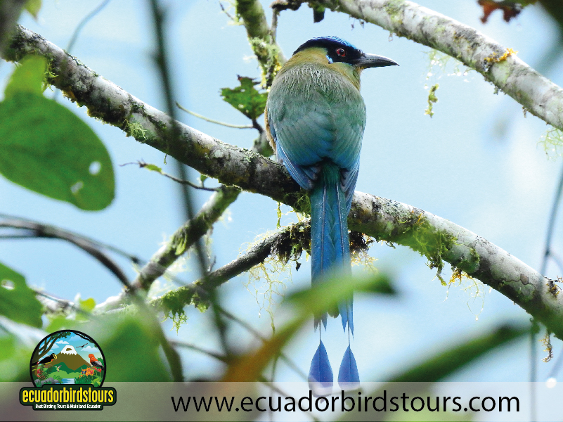 15 Days Birding in Ecuador 22