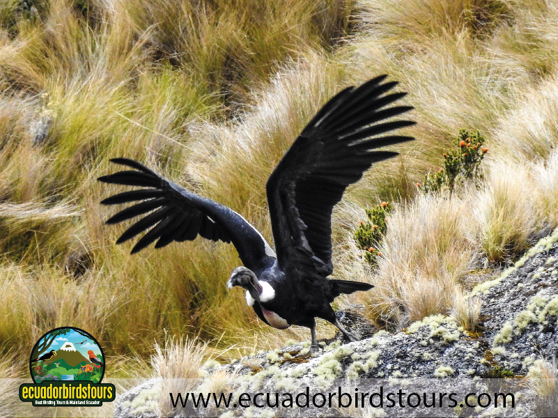 15 Days Birding in Ecuador 23