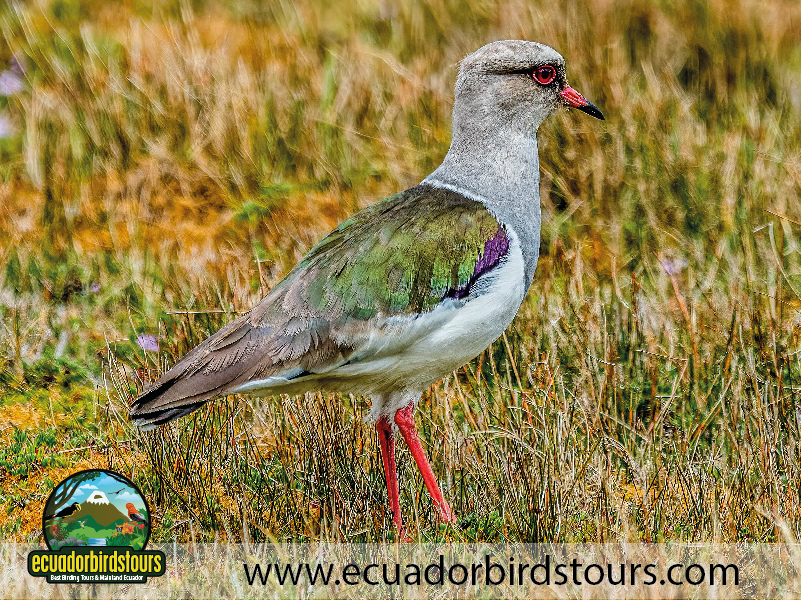 15 Days Birding in Ecuador 26
