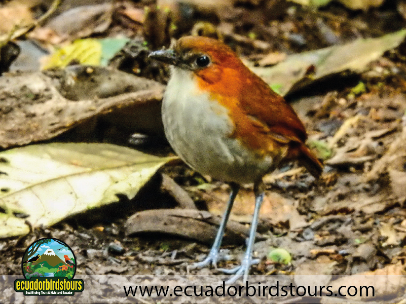 15 Days Birding in Ecuador 29
