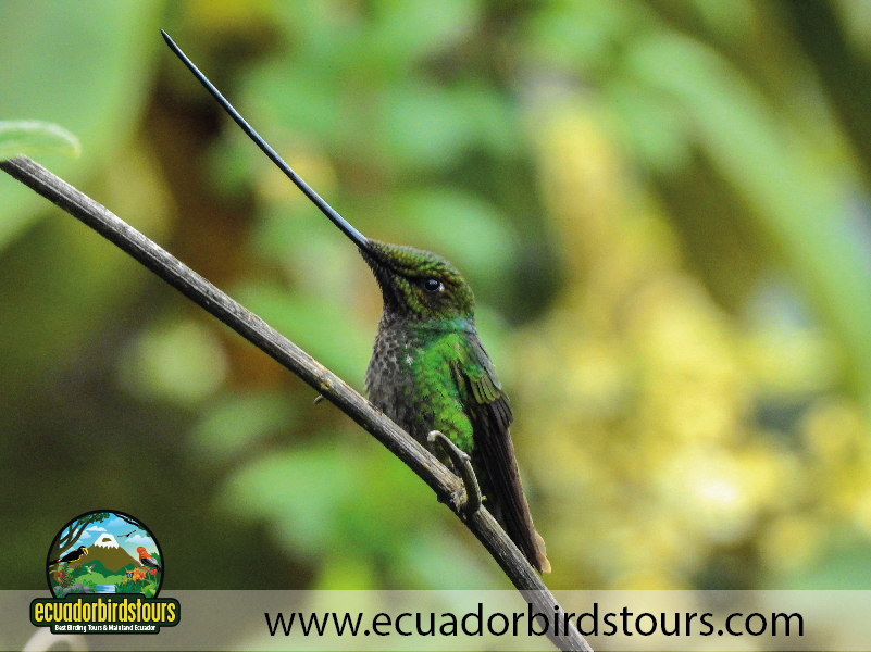 Birding South America Tours 03