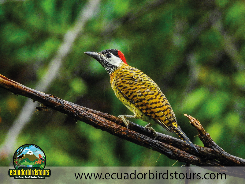 Birding South America Tours