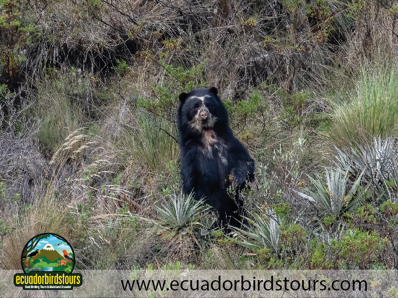 Birding South America Tours