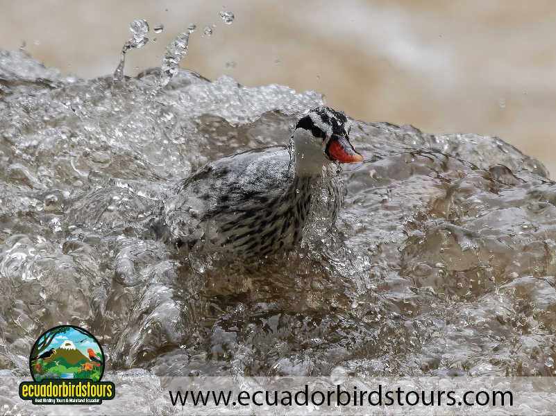 Birding South America Tours