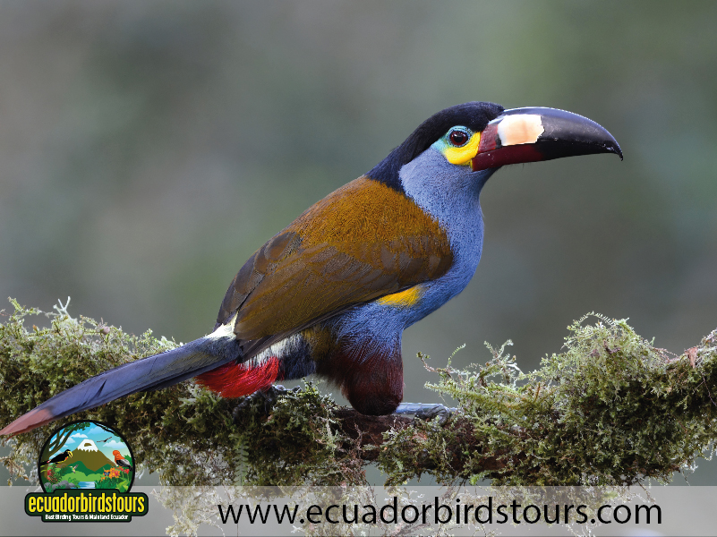 Birdwatching Photo Tours Ecuador by Ecuador Birds Tours