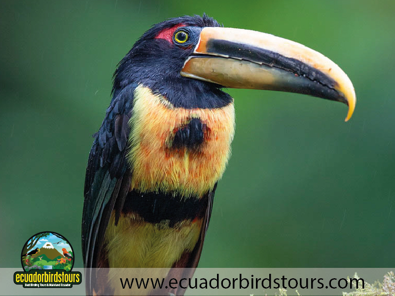Birdwatching Photo Tours Ecuador by Ecuador Birds Tours 07