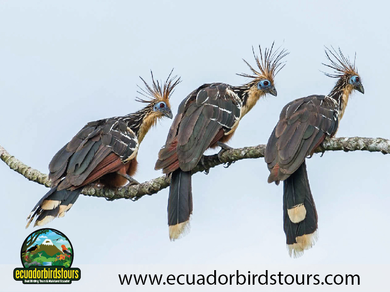 Birdwatching Photo Tours Ecuador by Ecuador Birds Tours 09