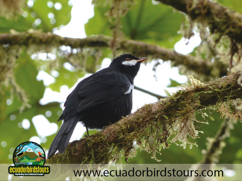Birdwatching Photo Tours Ecuador by Ecuador Birds Tours 17