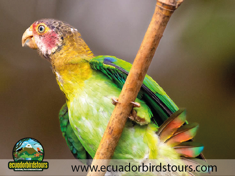 Birdwatching Photo Tours Ecuador by Ecuador Birds Tours 22