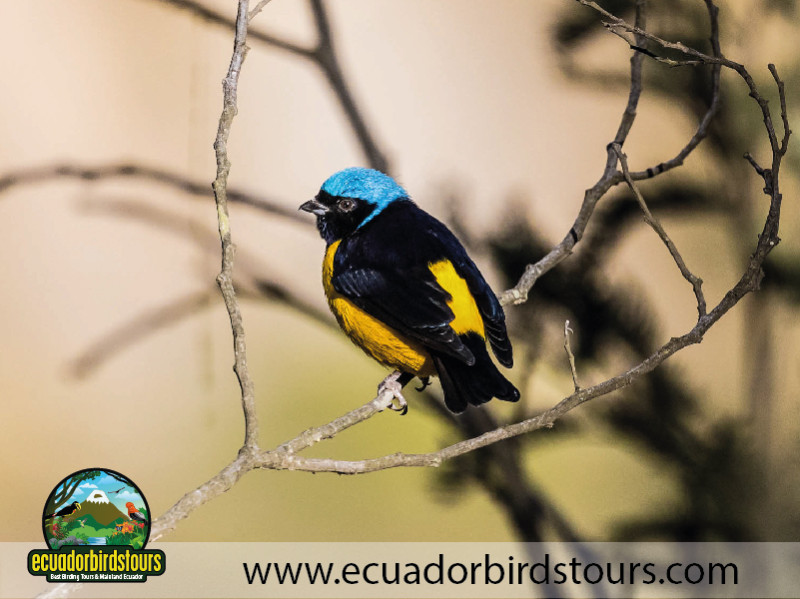 20 Days Birding in Ecuador 03