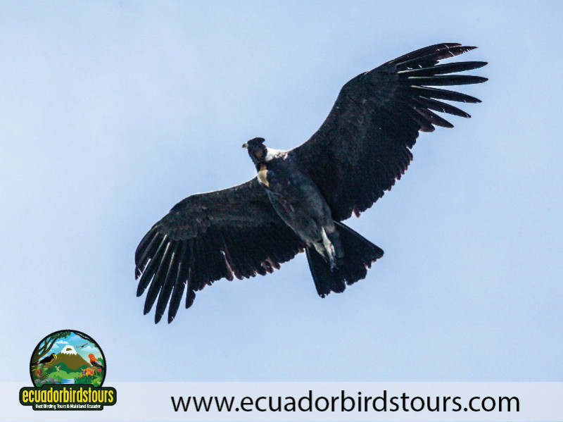 20 Days Birding in Ecuador 06