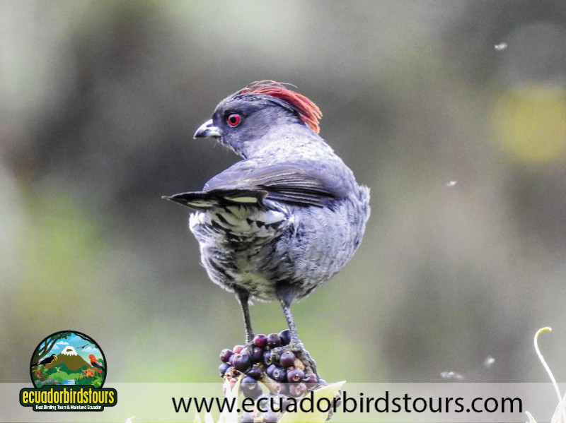 20 Days Birding in Ecuador 07