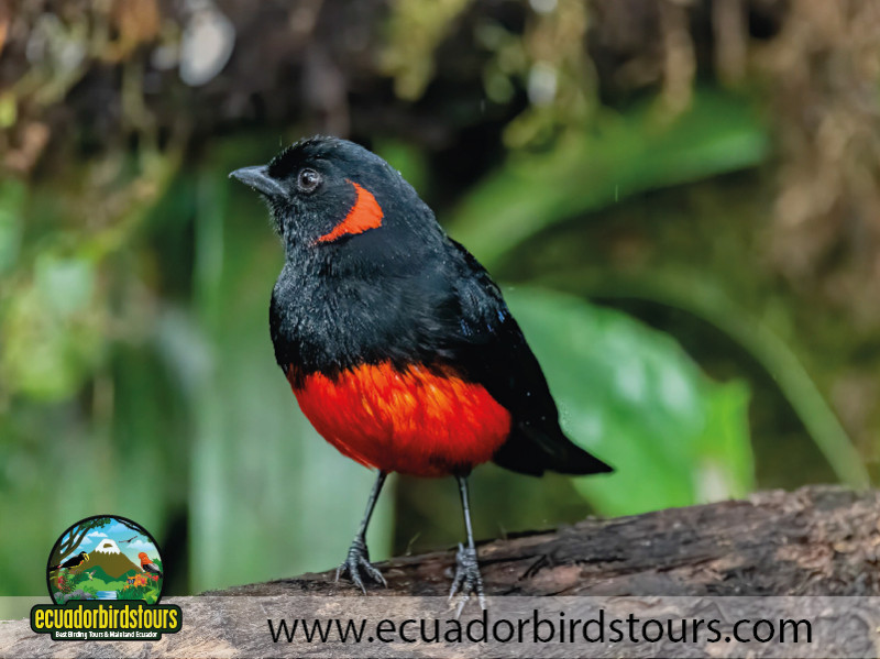 20 Days Birding in Ecuador 08
