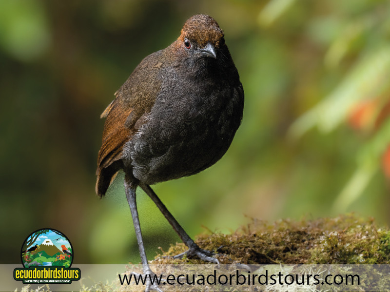 20 Days Birding in Ecuador 09