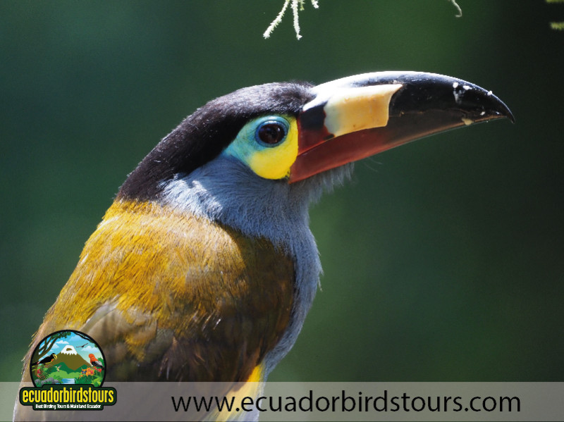 20 Days Birding in Ecuador 13