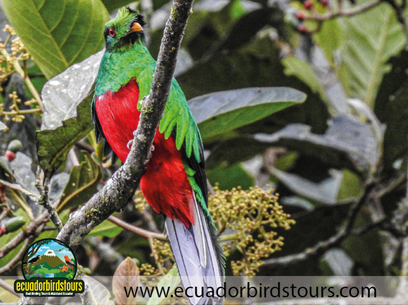 20 Days Birding in Ecuador 16