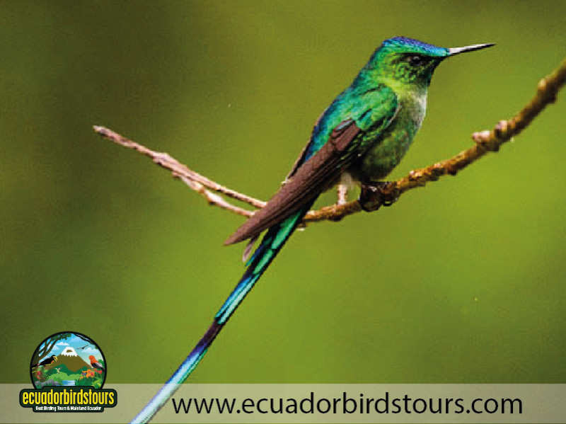 20 Days Birding in Ecuador 19