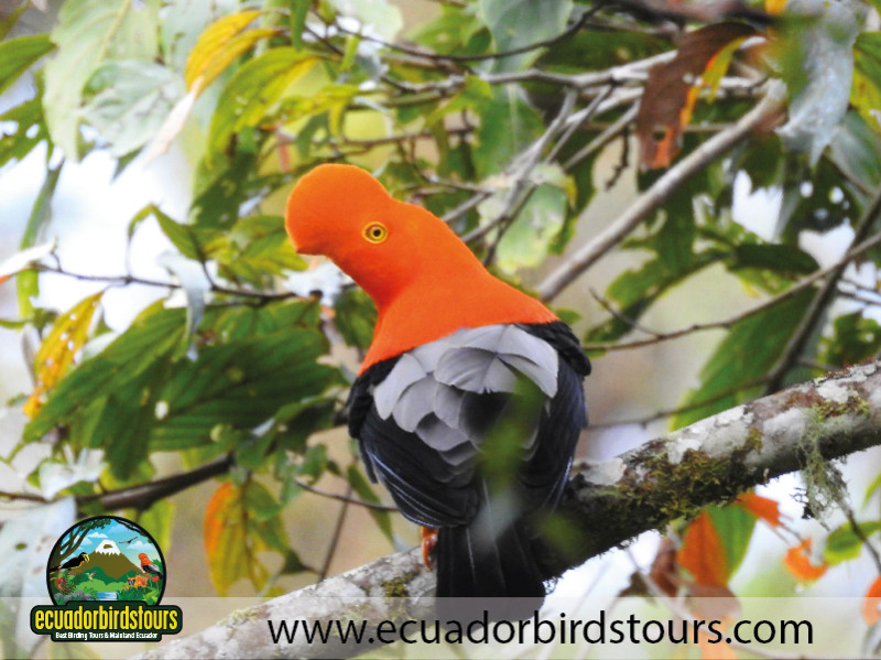 20 Days Birding in Ecuador 20