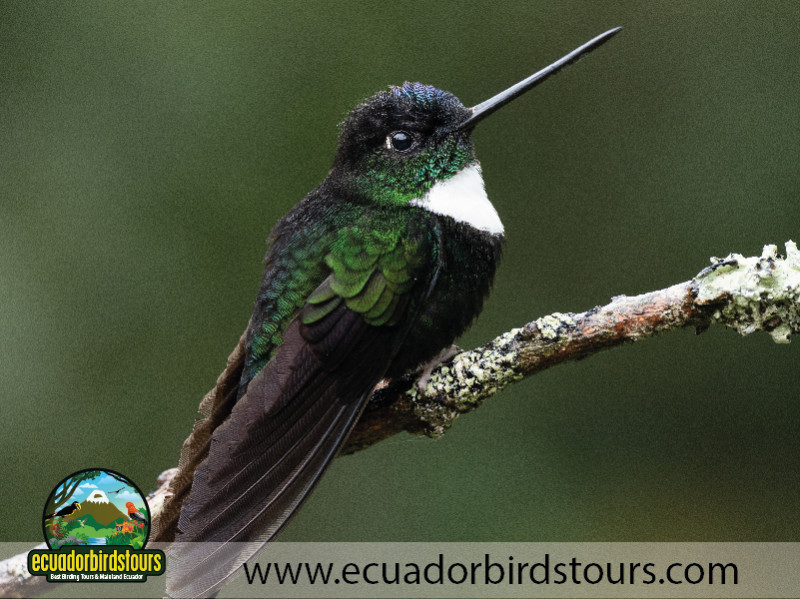 20 Days Birding in Ecuador 22