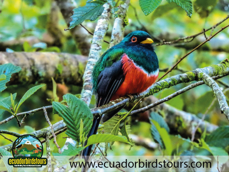 20 Days Birding in Ecuador 23