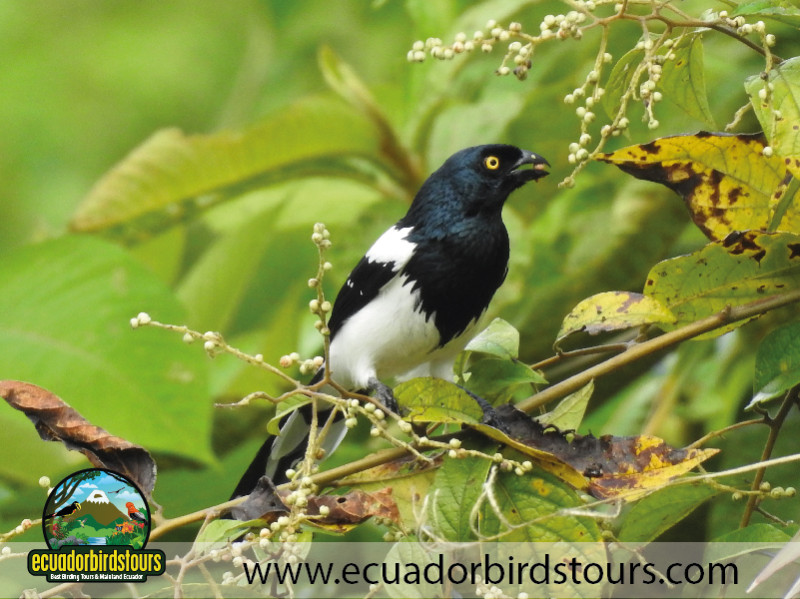20 Days Birding in Ecuador 24