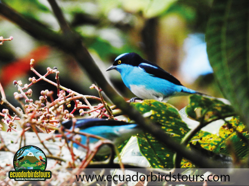 20 Days Birding in Ecuador 26