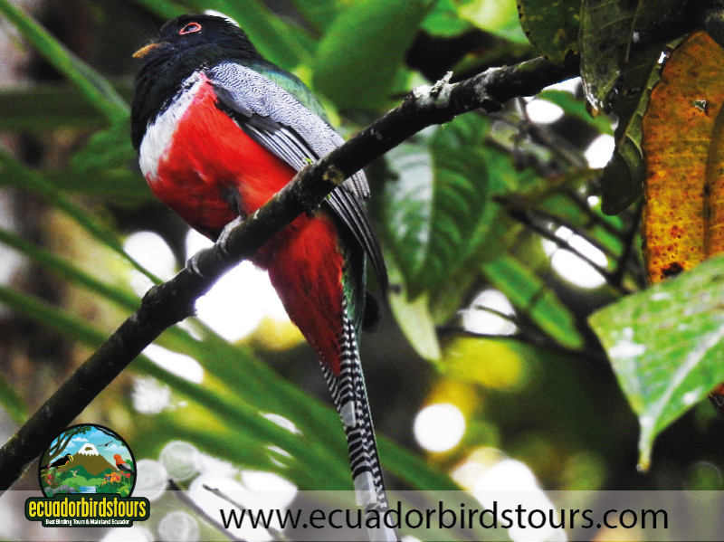 20 Days Birding in Ecuador 27
