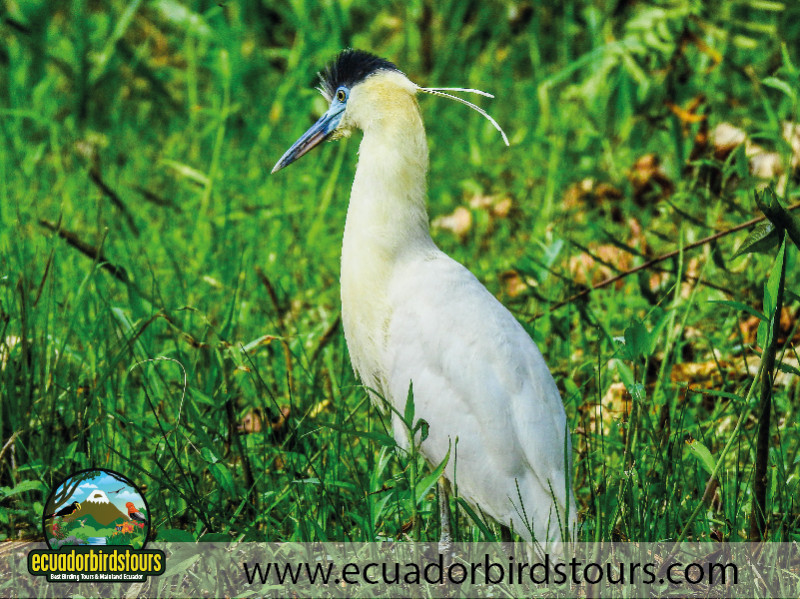 20 Days Birding in Ecuador 28