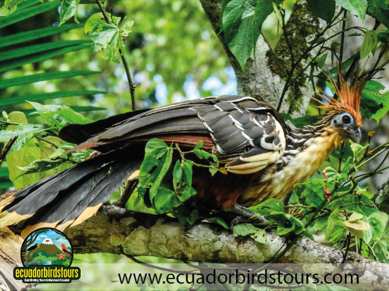 20 Days Birding in Ecuador 29