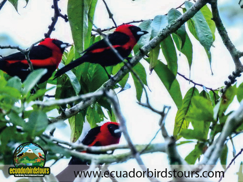 20 Days Birding in Ecuador 30