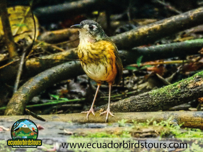 20 Days Birding in Ecuador 31